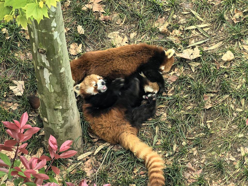 成都大熊貓繁育研究基地