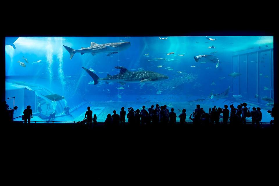 El Acuario Churaumi de Okinawa