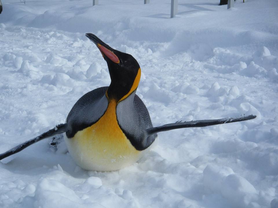 Asahiyama Zoo