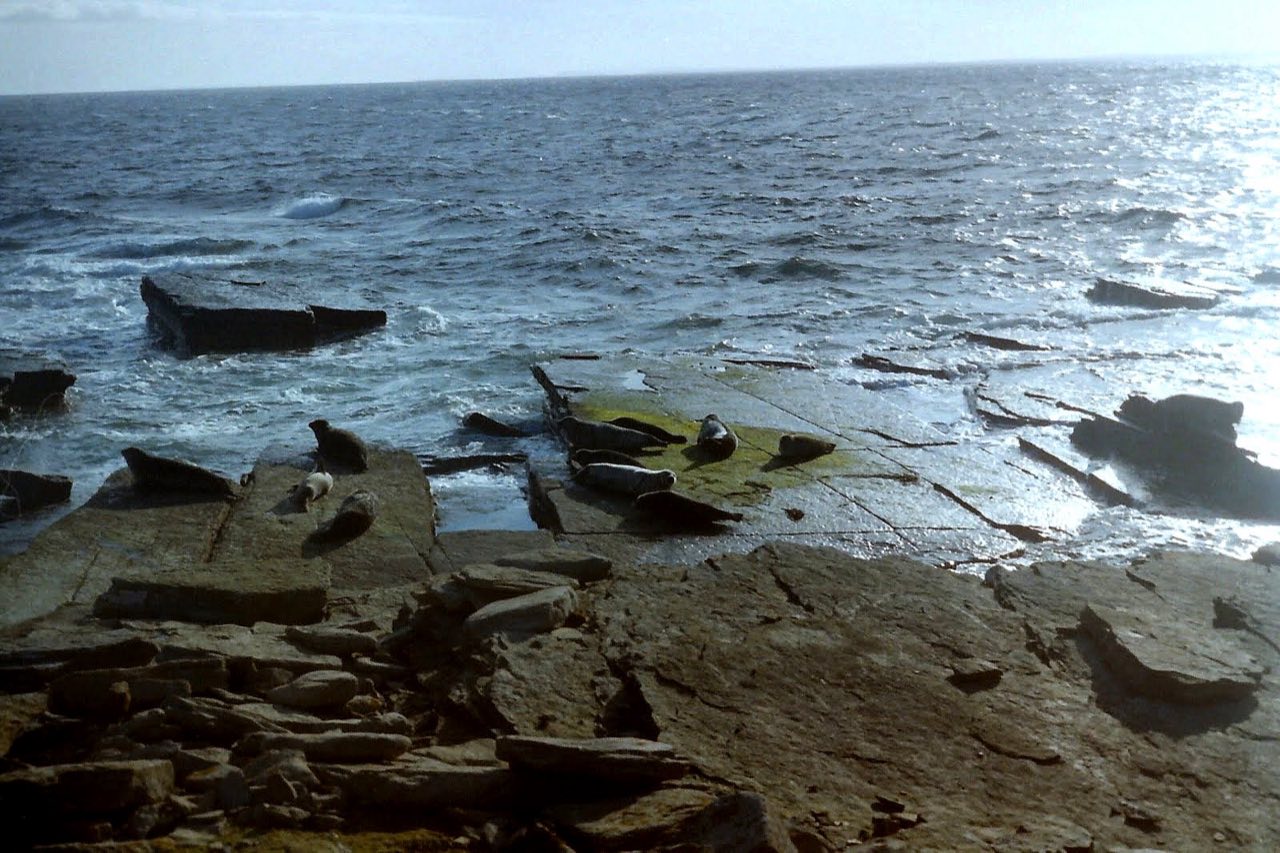 Selkies