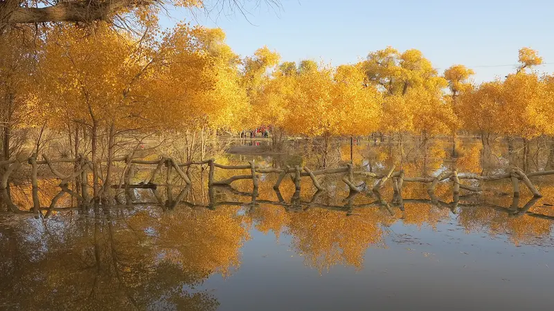 Bosque de Álamos de Ejina