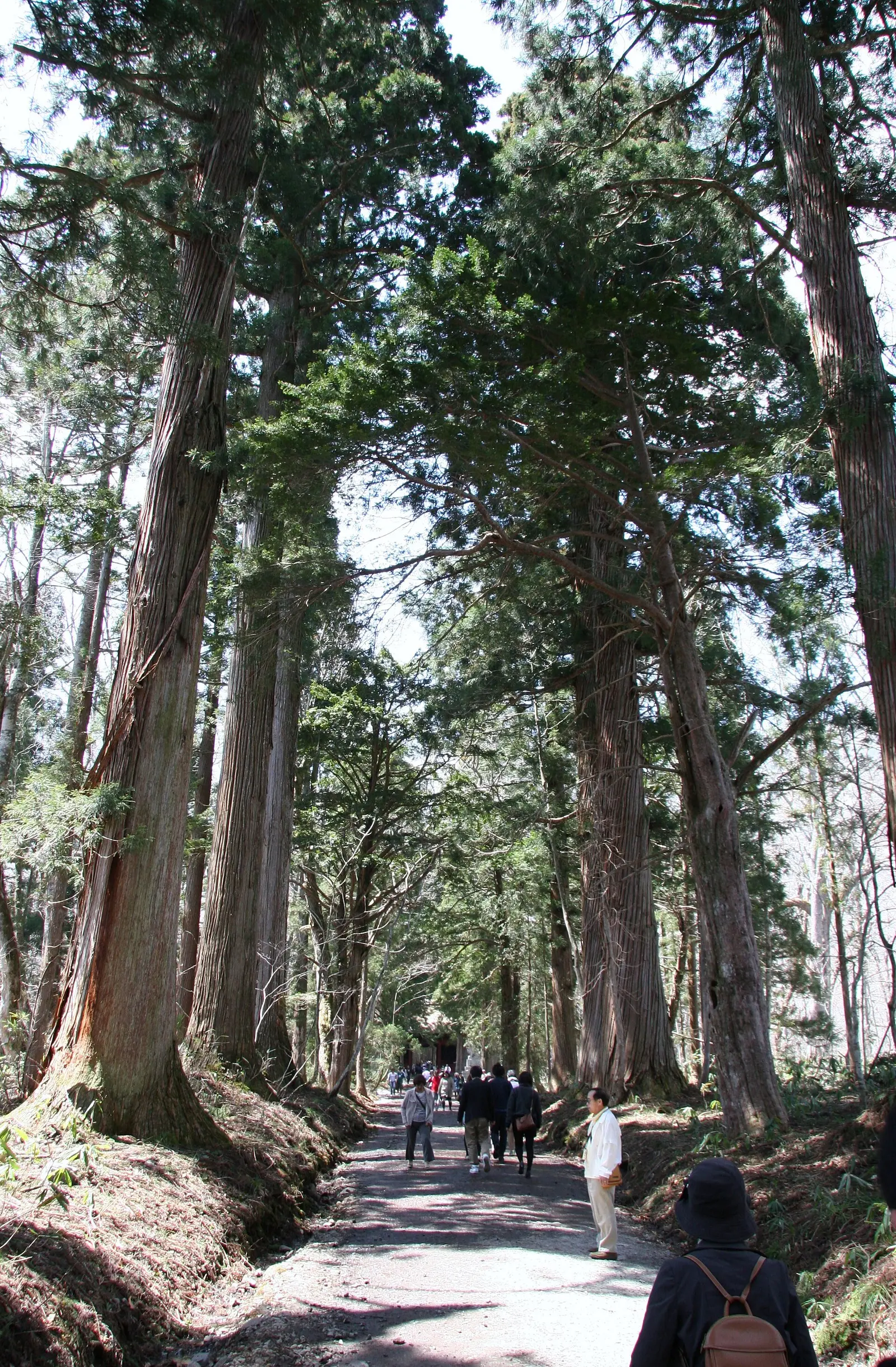 Avenida de cedros en el camino hacia el Okusha del santuario de Togakushi, fotografiada en 2011; no es el Chūsha ni el conjunto de los cinco santuarios