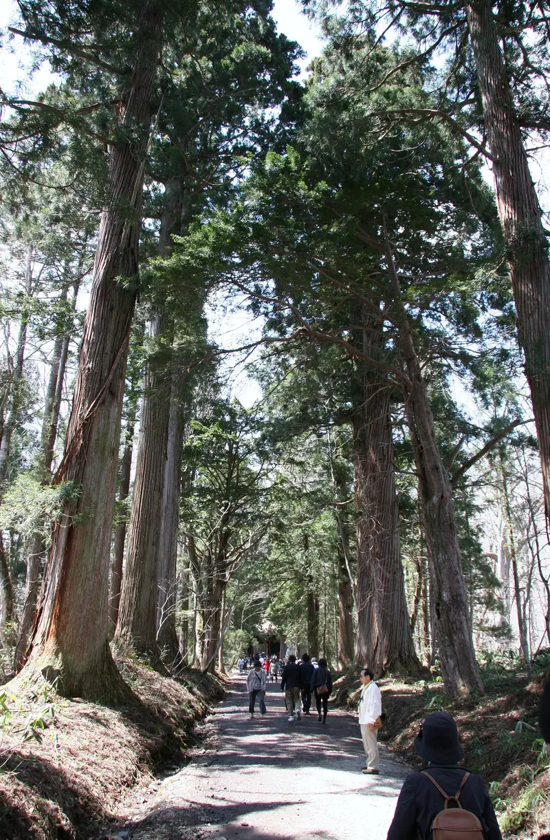 Avenida de cedros en el camino hacia el Okusha del santuario de Togakushi, fotografiada en 2011; no es el Chūsha ni el conjunto de los cinco santuarios