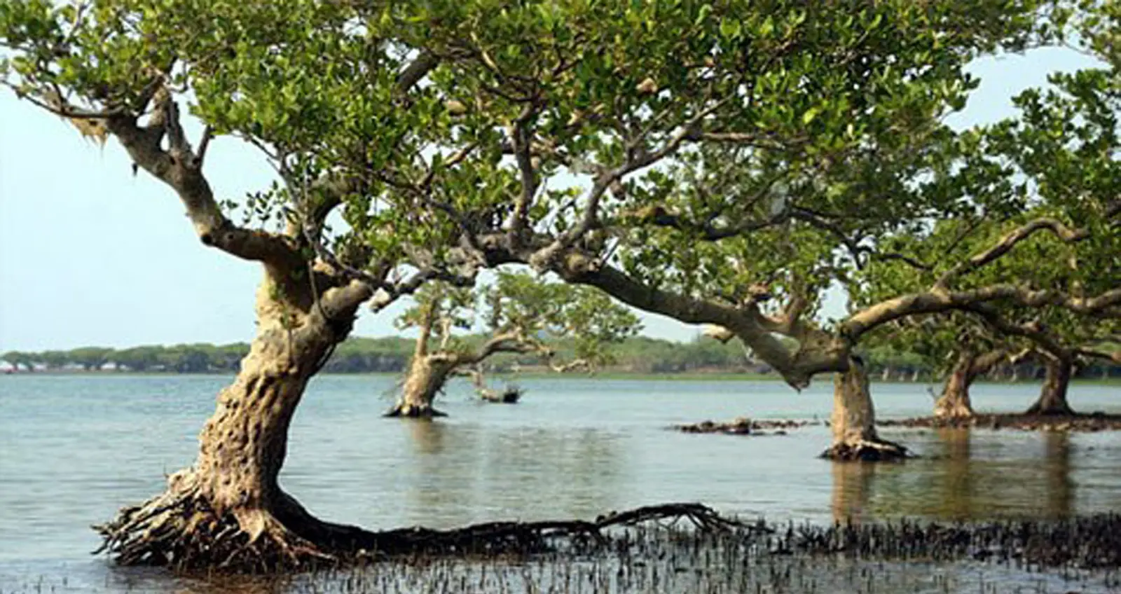 Wetland landscape in the Dongzhaigang Mangrove Reserve, photographed in 2010; not a photo of the tourist area’s new facilities in 2025