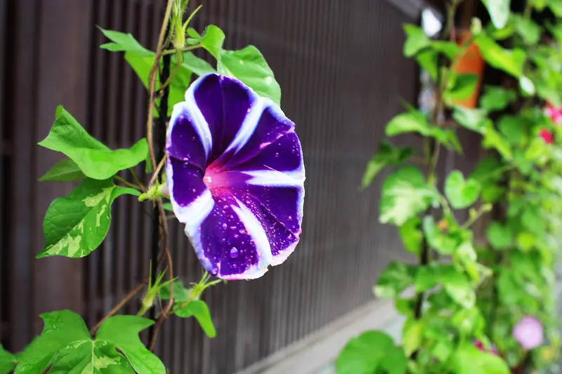 Distrito Higashi Chaya, Kanazawa