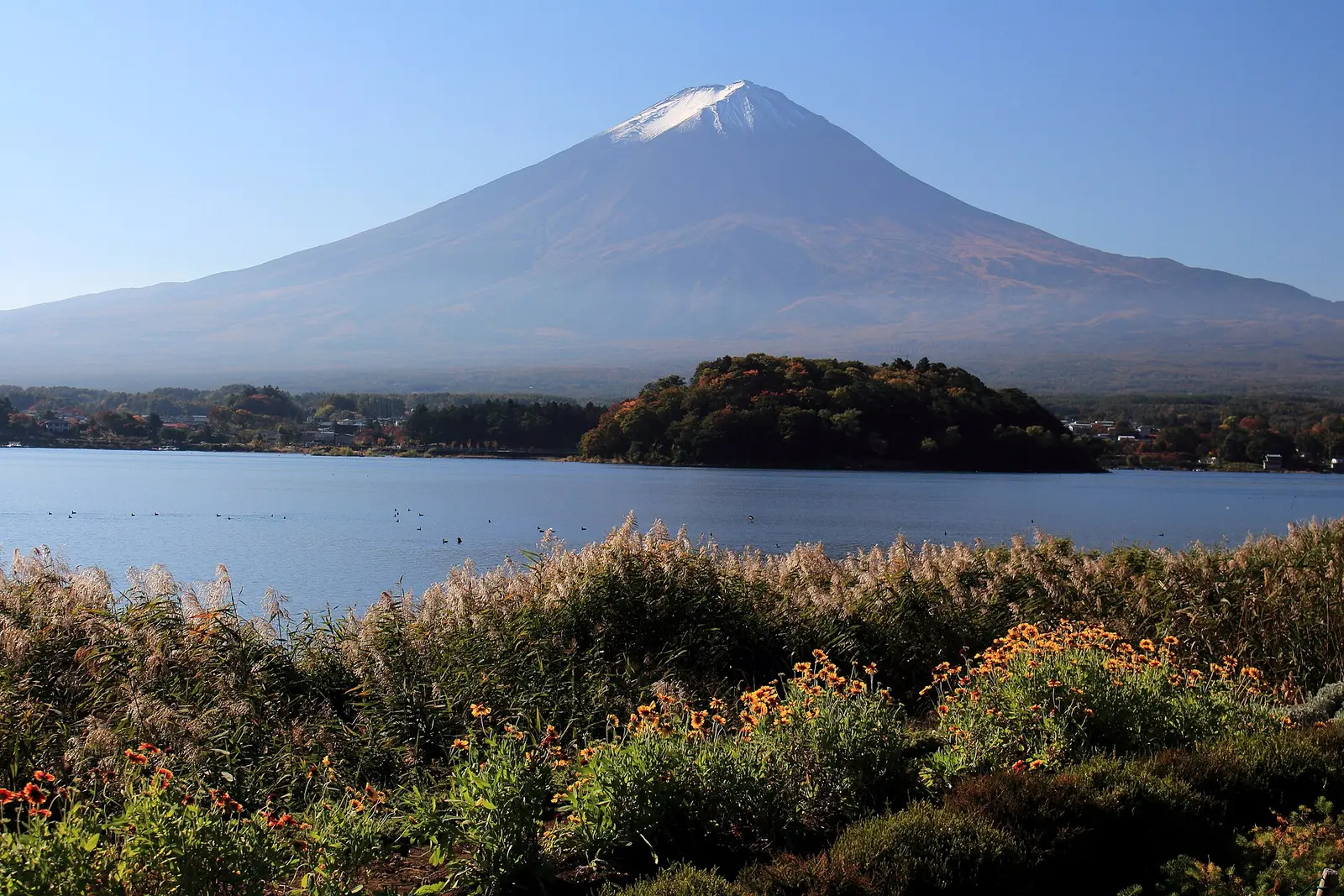 2015年10月從大石公園拍攝的河口湖與富士山；不代表全年花況或天氣