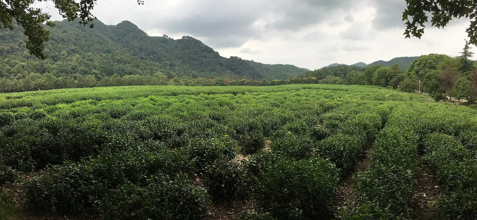 The tea garden at the China National Tea Museum in 2016