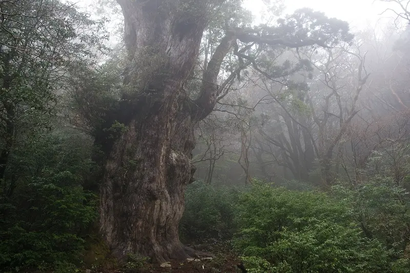 Yakushima · foto 1