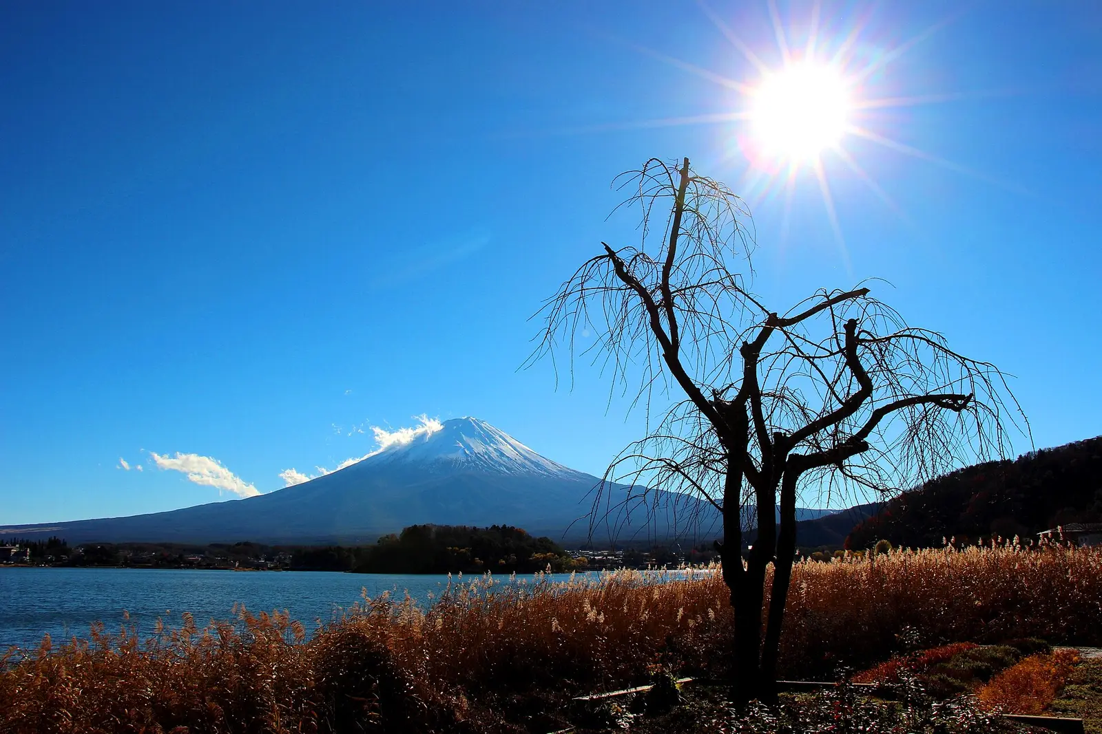 2016年初冬撮影の河口湖の湖岸風景。天候、富士山の見え方、花の時期をこれで保証するものではありません